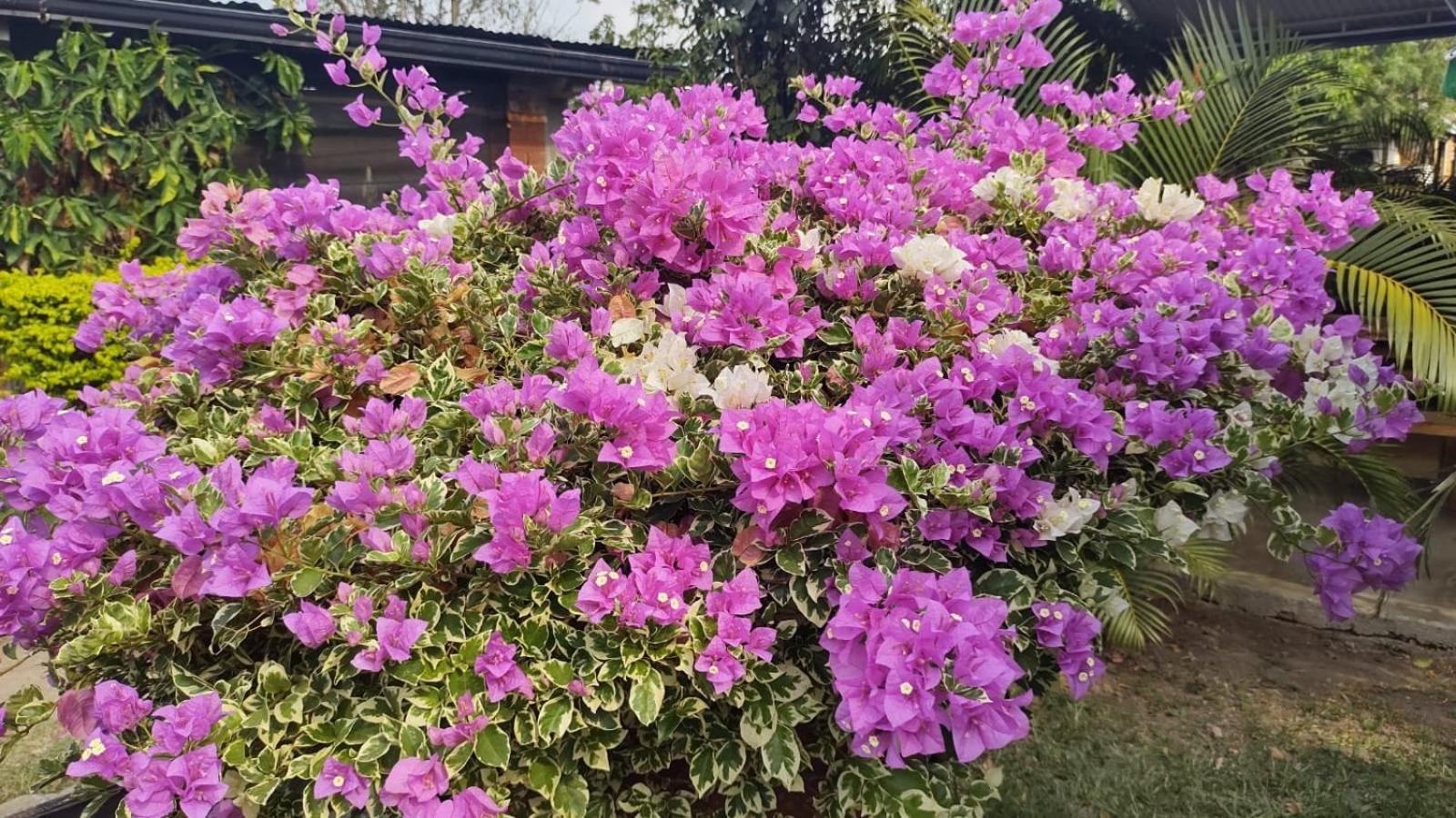 Loma Linda Hotel De Naturaleza Ла-Меса Екстер'єр фото